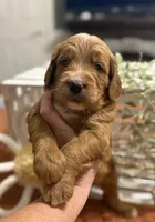 Mini Female 2- Gigi, a female Miniature Goldendoodle for sale in Denton, TX – 3 of 6