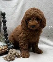 F1b Micro Mini Male 3, a male Goldendoodle and Miniature Goldendoodle for sale in Denton, TX – 3 of 5