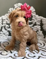 Mini Female 2 Rose, a female Goldendoodle and Miniature Goldendoodle for sale in Denton, TX – 2 of 7