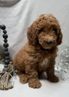 F1b Micro Mini Male 2, a male Goldendoodle and Miniature Goldendoodle for sale in Denton, TX – 2 of 5