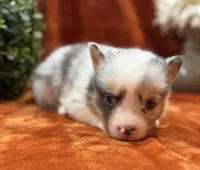 Female 2- Blue Eyed Gwen, a female Pembroke Welsh Corgi for sale in Denton, TX – 7 of 7