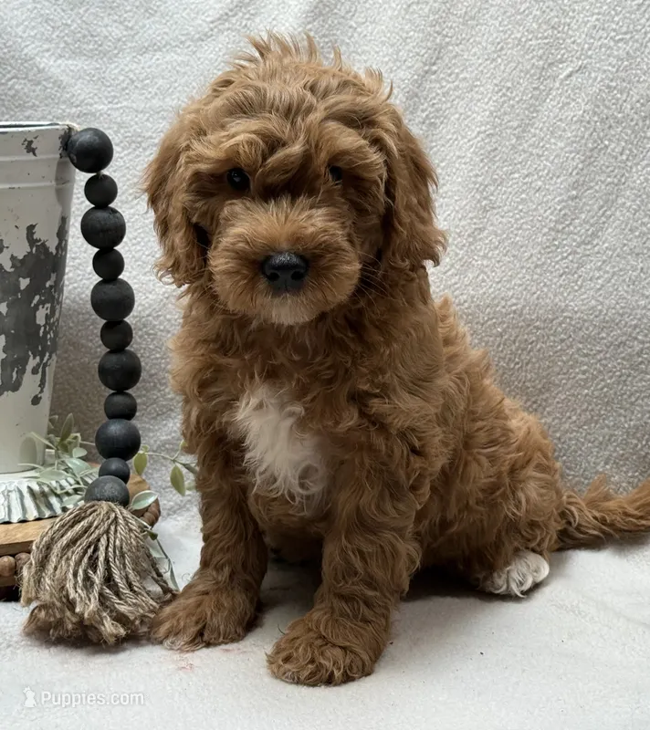 Mini Male 1 Rex – Goldendoodle, Miniature Goldendoodle puppy for sale in Denton, TX