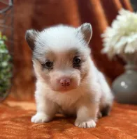Female 1- Blue Eyed Trixie, a female Pembroke Welsh Corgi for sale in Denton, TX – 3 of 7