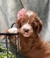 Mini Female 5- Barbara Jean, a female Goldendoodle for sale in Denton, TX – 2 of 6
