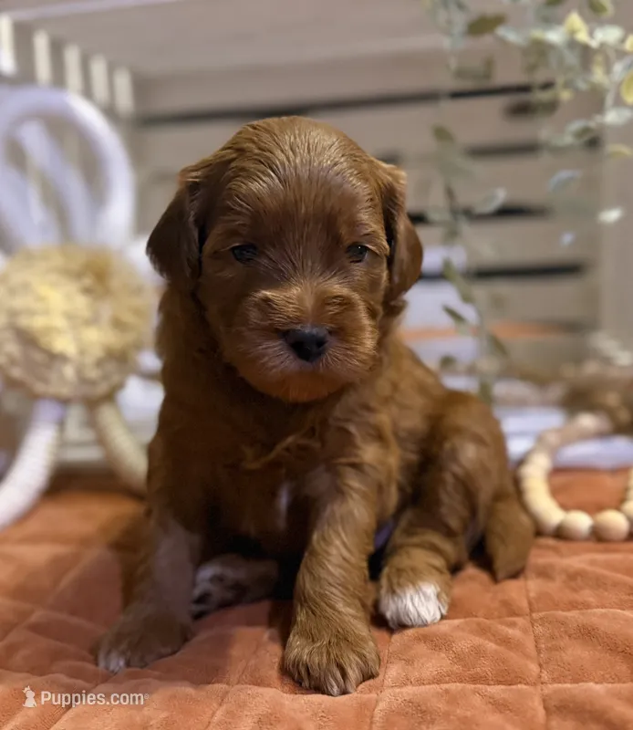 Mini Female 1- Roxanne – Goldendoodle puppy for sale in Denton, TX