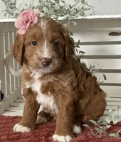 Mini Female 3- Queenie, a female Miniature Goldendoodle for sale in Denton, TX – 5 of 5