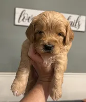 Mini Male 1- Georgie, a male Miniature Goldendoodle for sale in Denton, TX – 4 of 7