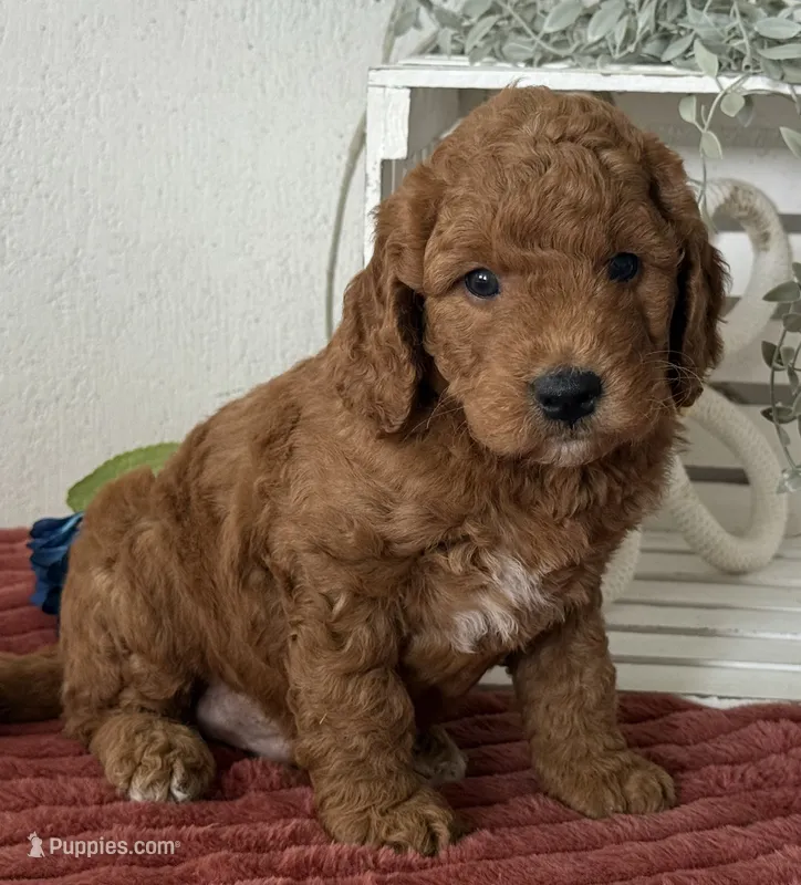 Mini Male 1- Levi – Miniature Goldendoodle puppy for sale in Denton, TX