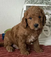 Mini Male 1- Levi, a male Miniature Goldendoodle for sale in Denton, TX – 1 of 5