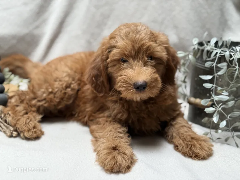 F1b Micro Mini Male 5 – Goldendoodle, Miniature Goldendoodle puppy for sale in Denton, TX