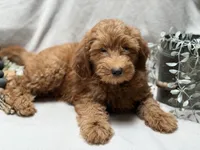 F1b Micro Mini Male 5, a male Goldendoodle and Miniature Goldendoodle for sale in Denton, TX – 1 of 6