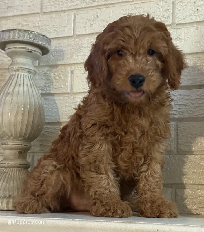 Mini Male 3 Rice Crispie – Goldendoodle, Miniature Goldendoodle puppy for sale in Denton, TX