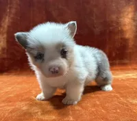 Female 1- Blue Eyed Trixie, a female Pembroke Welsh Corgi for sale in Denton, TX – 4 of 7
