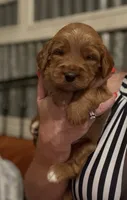 Mini Female 6- Birtha, a female Goldendoodle for sale in Denton, TX – 4 of 7