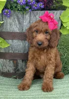 Mini Female 4- Sandy, a female Irish Doodle for sale in Denton, TX – 1 of 4