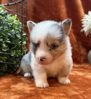 Female 2- Blue Eyed Gwen, a female Pembroke Welsh Corgi for sale in Denton, TX – 3 of 7