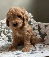 Mini Male 1 Maverick , a male Goldendoodle and Miniature Goldendoodle for sale in Denton, TX – 4 of 6