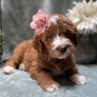Mini Female 5- Barbara Jean, a female Miniature Goldendoodle for sale in Denton, TX – 3 of 6