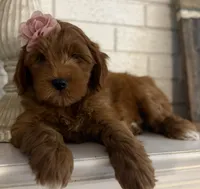 Mini Female 1- Roxanne, a female Goldendoodle for sale in Denton, TX – 7 of 7