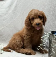 F1b Micro Mini Male 4, a male Goldendoodle and Miniature Goldendoodle for sale in Denton, TX – 2 of 5