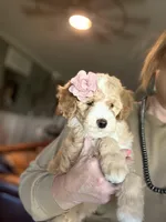 F1b Micro Female 2 Lilly, a female Goldendoodle for sale in Denton, TX – Photo 7 of 7