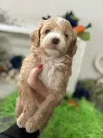 F1b Toy Female 2 Lilly, a female Goldendoodle for sale in Denton, TX – Photo 3 of 5