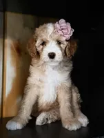 F1b Micro Female 2 Lilly, a female Goldendoodle for sale in Denton, TX – Photo 2 of 7