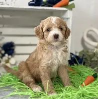 F1b Toy Female 2 Lilly, a female Goldendoodle for sale in Denton, TX – Photo 4 of 5