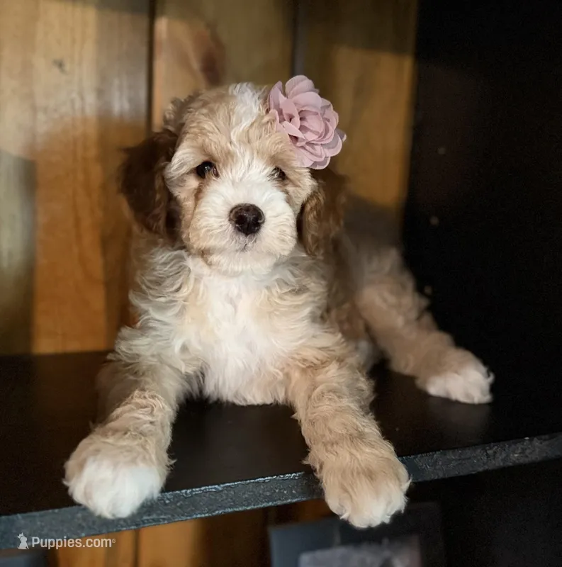 F1b Micro Female 2 Lilly – Goldendoodle puppy for sale in Denton, TX