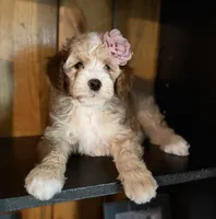 F1b Micro Female 2 Lilly, a female Goldendoodle for sale in Denton, TX – Photo 1 of 7
