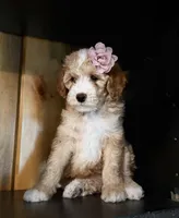 F1b Micro Female 2 Lilly, a female Goldendoodle for sale in Denton, TX – Photo 4 of 7