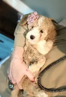 F1b Micro Female 2 Lilly, a female Goldendoodle for sale in Denton, TX – Photo 6 of 7