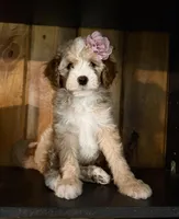 F1b Micro Female 2 Lilly, a female Goldendoodle for sale in Denton, TX – Photo 5 of 7