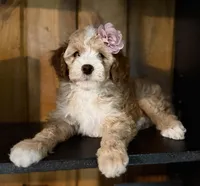 F1b Micro Female 2 Lilly, a female Goldendoodle for sale in Denton, TX – Photo 3 of 7