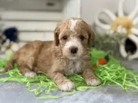 F1b Toy Female 2 Lilly, a female Goldendoodle for sale in Denton, TX – Photo 5 of 5