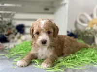 F1b Toy Female 2 Lilly, a female Goldendoodle for sale in Denton, TX – Photo 2 of 5
