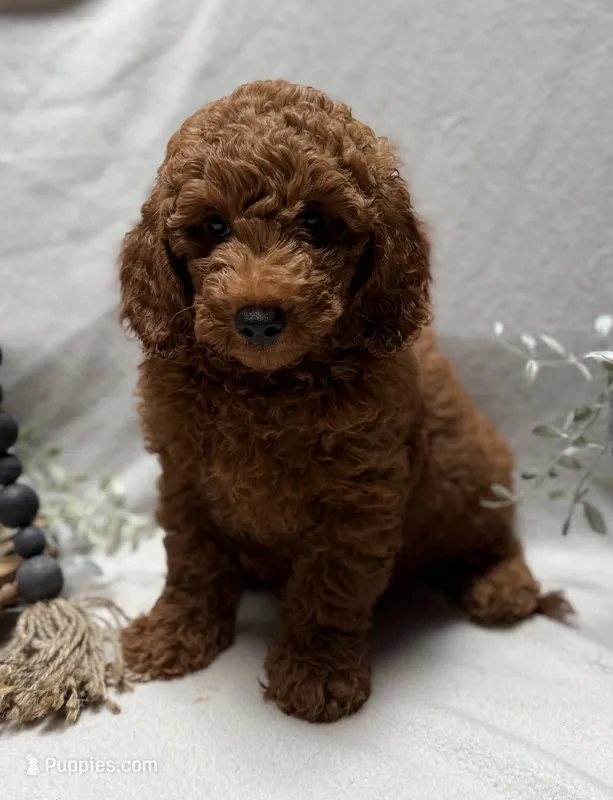 F1b Micro Mini Male 3 – Goldendoodle, Miniature Goldendoodle puppy for sale in Denton, TX