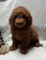 F1b Micro Mini Male 3, a male Goldendoodle and Miniature Goldendoodle for sale in Denton, TX – 1 of 5