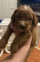 Mini Female 4- Lil, a female Miniature Goldendoodle for sale in Denton, TX – 3 of 7