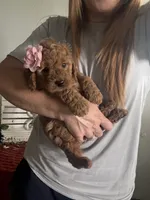 Mini Female 1 - Ginger, a female Miniature Goldendoodle for sale in Denton, TX – 3 of 5