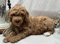 Mini Male 1 Rex, a male Goldendoodle and Miniature Goldendoodle for sale in Denton, TX – 3 of 5