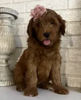 Mini Female 1- Roxanne , a female Miniature Goldendoodle for sale in Denton, TX – 6 of 7