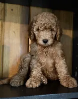 F1b Micro Male 3- Ranger, a male Goldendoodle for sale in Denton, TX – Photo 4 of 7