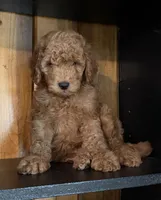 F1b Micro Male 3- Ranger, a male Goldendoodle for sale in Denton, TX – Photo 7 of 7