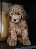 F1b Micro Male 3- Ranger, a male Goldendoodle for sale in Denton, TX – Photo 2 of 7