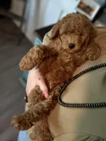 F1b Micro Male 3- Ranger, a male Goldendoodle for sale in Denton, TX – Photo 6 of 7