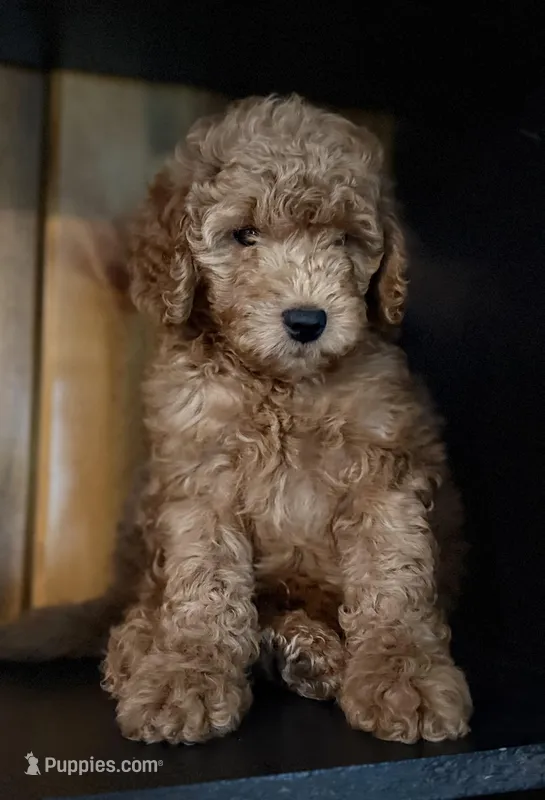F1b Micro Male 3- Ranger – Goldendoodle puppy for sale in Denton, TX