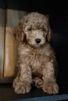 F1b Micro Male 3- Ranger, a male Goldendoodle for sale in Denton, TX – Photo 1 of 7
