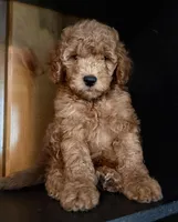 F1b Micro Male 3- Ranger, a male Goldendoodle for sale in Denton, TX – Photo 3 of 7