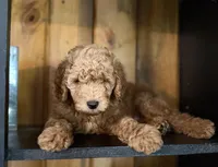 F1b Micro Male 3- Ranger, a male Goldendoodle for sale in Denton, TX – Photo 5 of 7